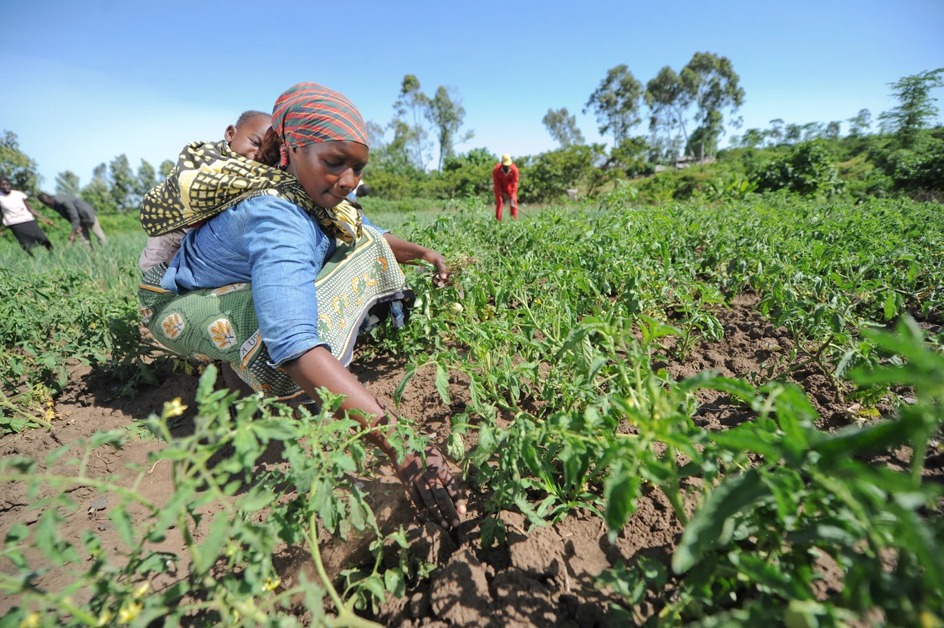 Dialogues on How to Make Africa Grow - Agriculture | The Brenthurst ...